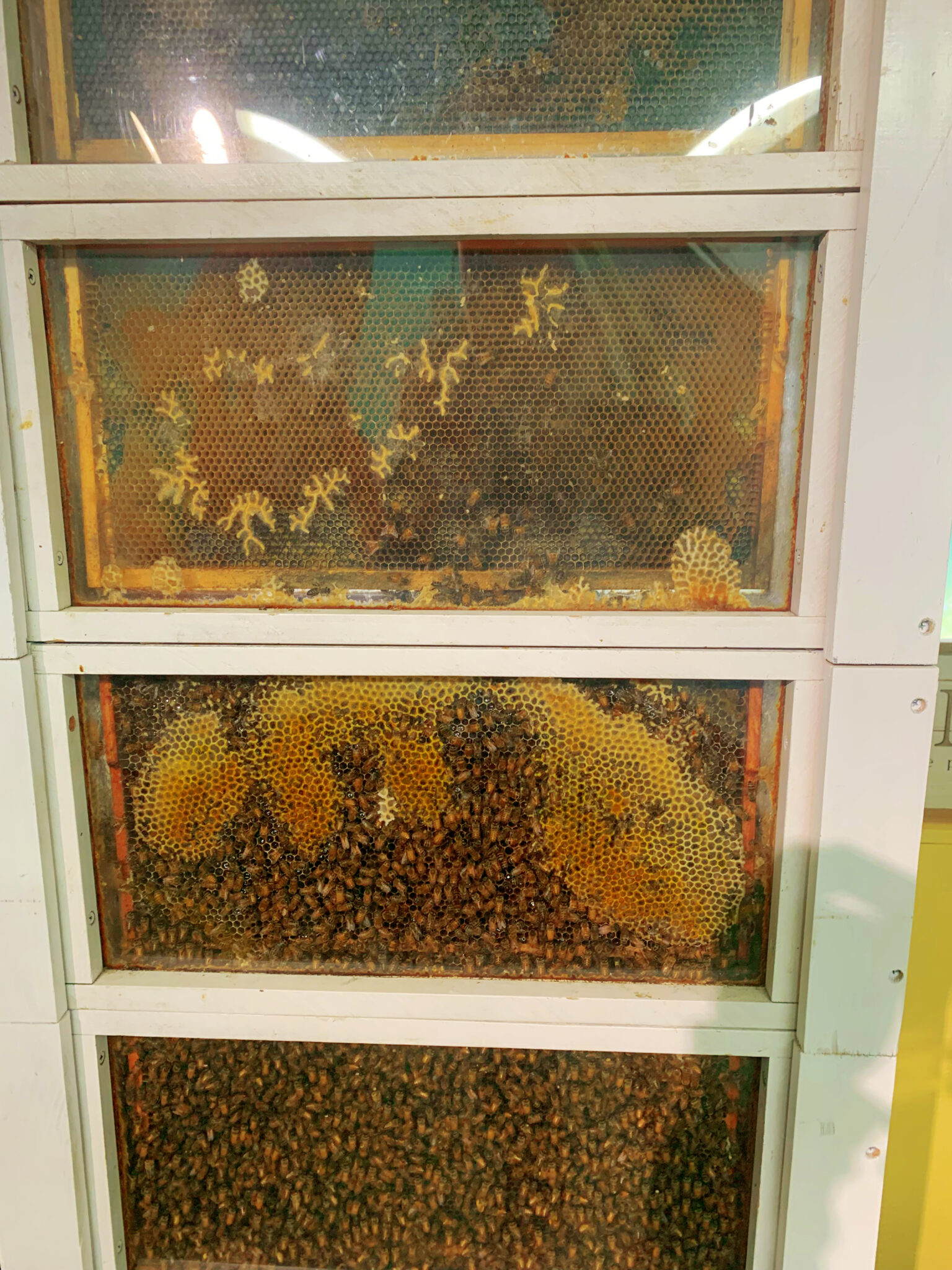 Beehive_2