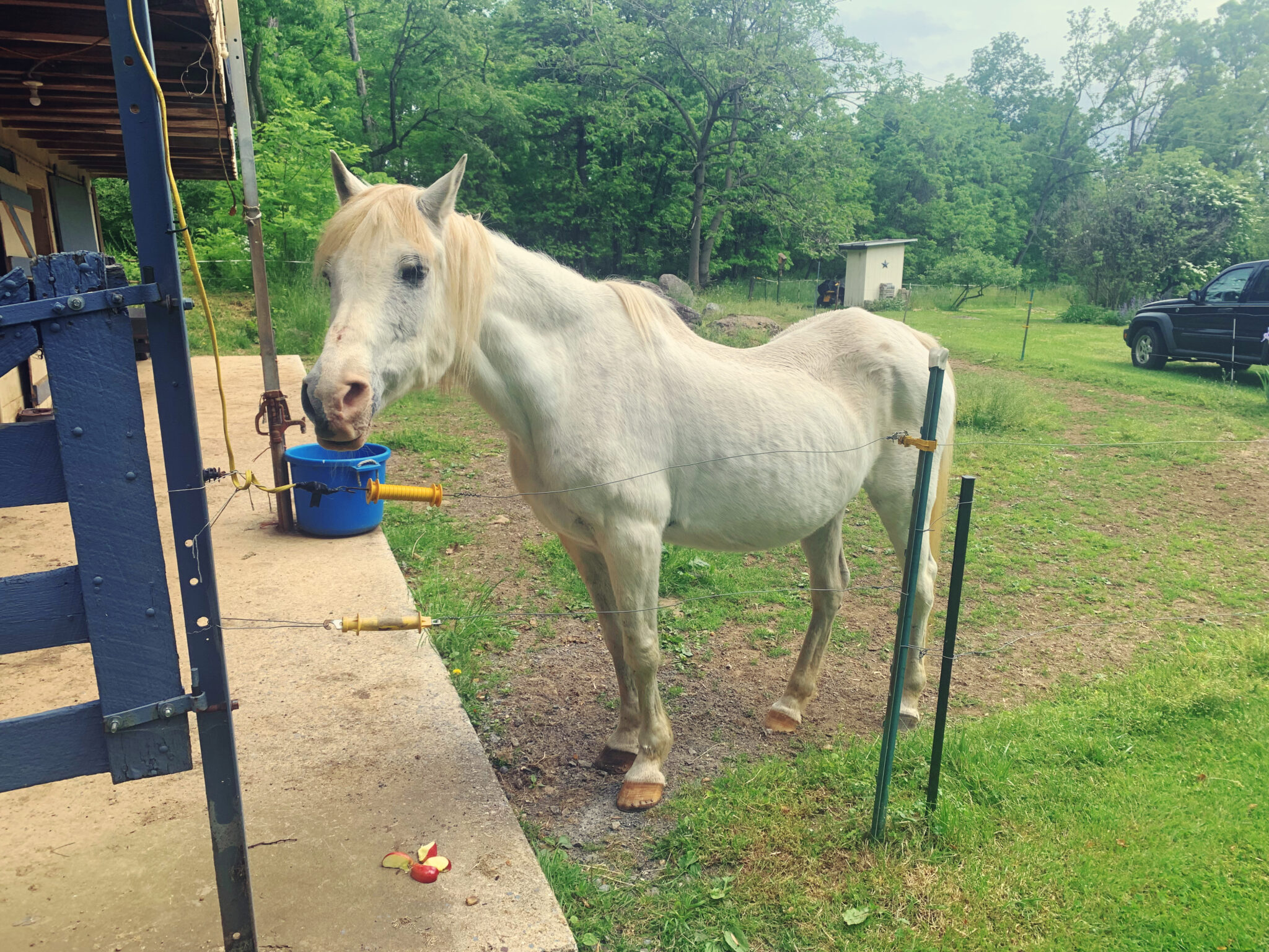 Horse
