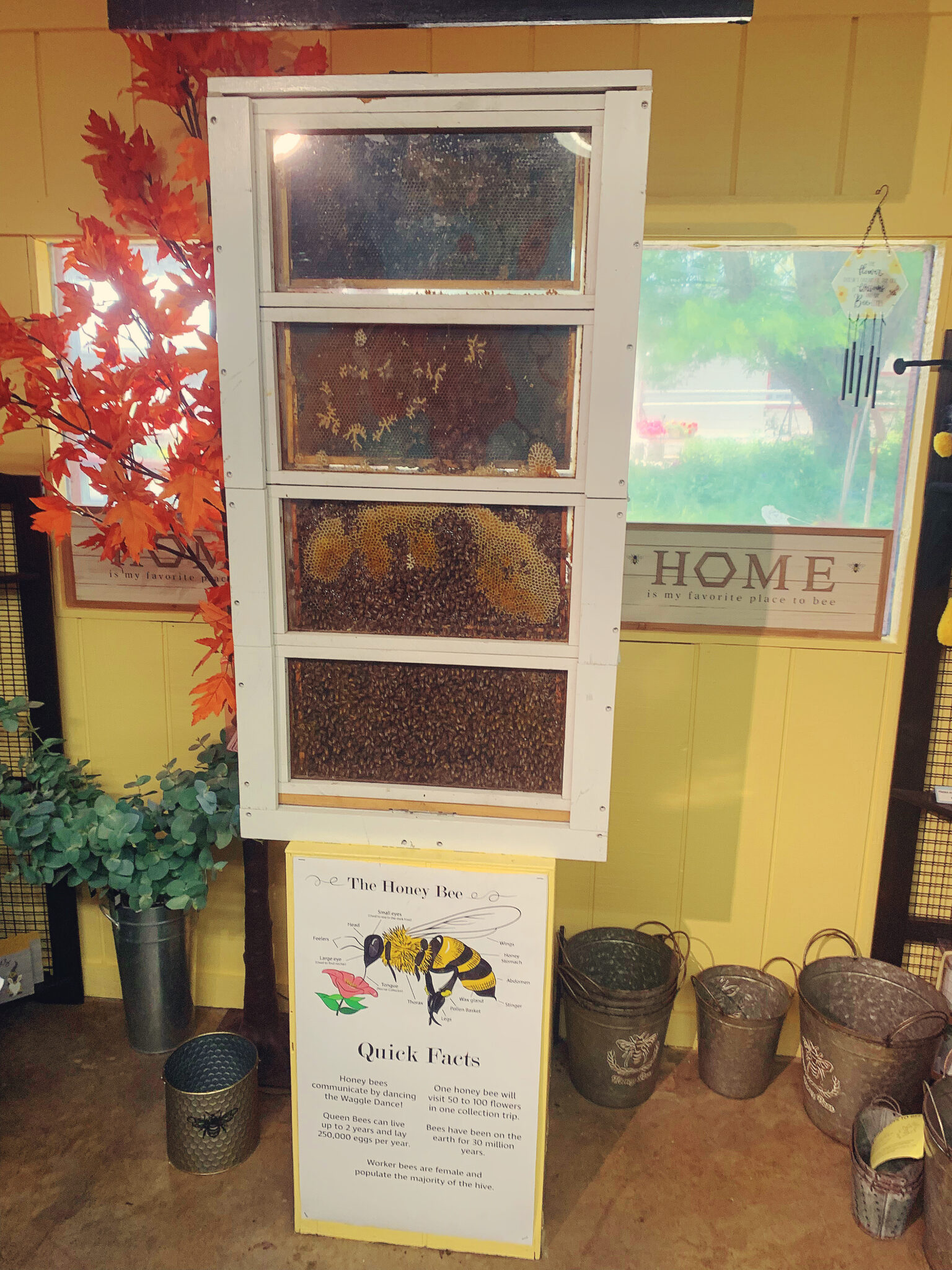beehive_1